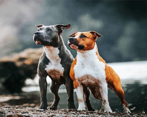 Staffordshire Bull Terrier paint by numbers