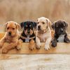 Staffordshire Bull Terrier Puppies paint by numbers