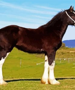 The Shire Horse Animal paint by numbers