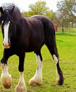 The Shire Horse paint by numbers