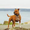 American Staffordshire Terrier paint by numbers