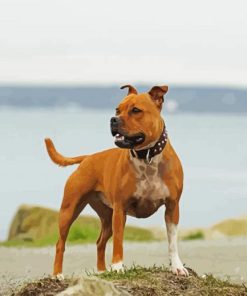 American Staffordshire Terrier paint by numbers