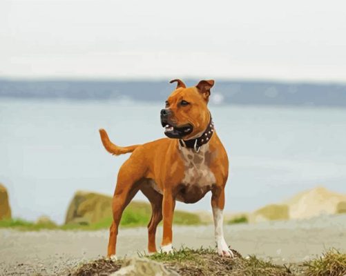 American Staffordshire Terrier paint by numbers