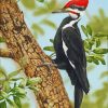 Aesthetic Woodpecker Bird paint by numbers