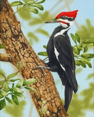 Aesthetic Woodpecker Bird paint by numbers