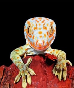 Tokay Gecko Lizard paint by numbers