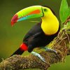 Tucan Bird On Branch paint by numbers