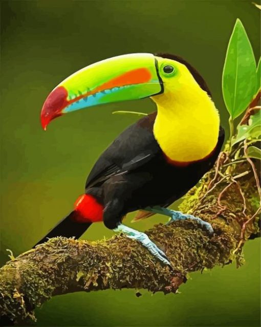 Tucan Bird On Branch paint by numbers