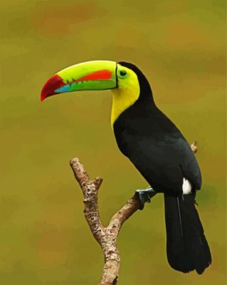Tucan On Stick paint by numbers