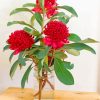 Waratah Plants In Glass paint by numbers