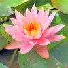 Water Lily Flower paint by numbers