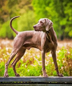 Aesthetic Weimaraner Dog paint by numbers