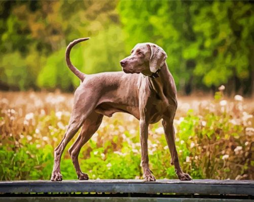 Aesthetic Weimaraner Dog paint by numbers