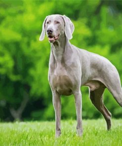 Grey Weimaraner paint by numbers