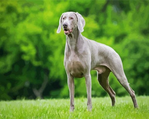 Grey Weimaraner paint by numbers