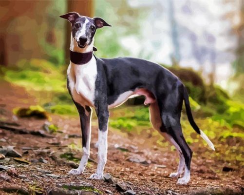 Whippet Puppy paint by numbers