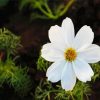 White Cosmos Flower paint by numbers