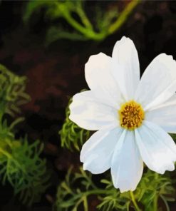 White Cosmos Flower paint by numbers