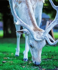 White Deer Eating Grass paint by numbers