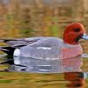 Wigeon Bird paint by numbers