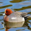 Aesthetic Wigeon Bird paint by numbers