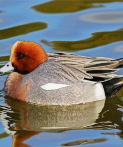 Aesthetic Wigeon Bird paint by numbers