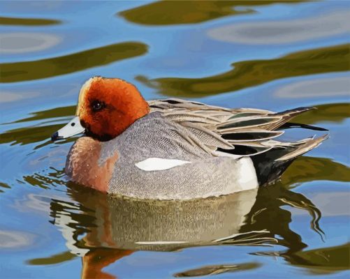 Aesthetic Wigeon Bird paint by numbers