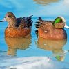 Americans Wigeon Birds paint by numbers