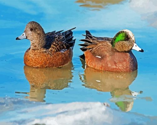 Americans Wigeon Birds paint by numbers