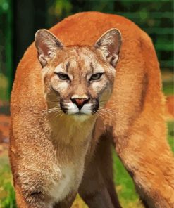 Wild Cougar Animal paint by numbers