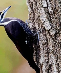 Woodpecker Bird paint by numbers