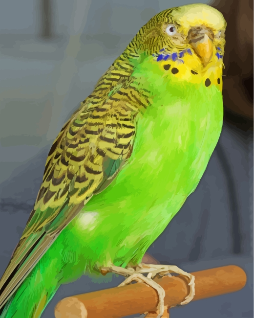 Cute Budgie Bird paint by numbers