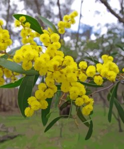 Yellow Wattle Plant paint by numbers