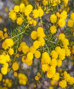 Yellow Wattle paint by numbers