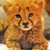 Adorable Cheetah Cub paint by numbers