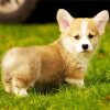 Beautiful Corgis Puppy paint by numbers