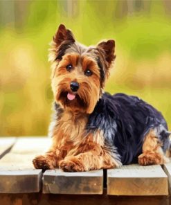 Cute Yorkie Dog paint bynumbers