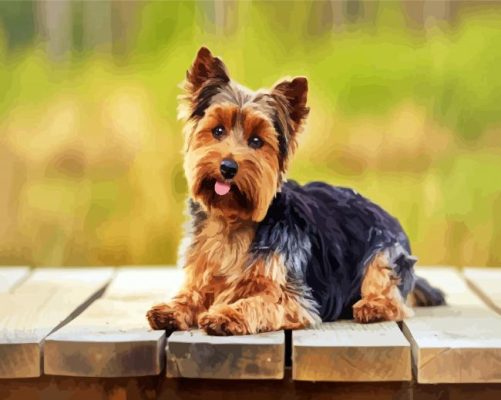 Cute Yorkie Dog paint bynumbers