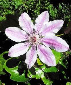 Aesthetic Clematis paint by numbers