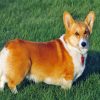 Adorable Corgis Pet paint by numbers