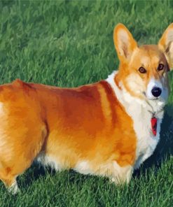 Adorable Corgis Pet paint by numbers