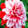 White Pink Dahlia Flower paint by numbers