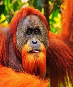 Orangutan Animal paint by numbers