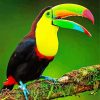 Colorful Tucan Bird paint by numbers