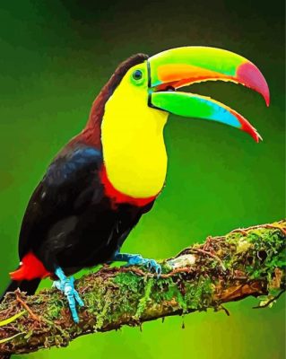 Colorful Tucan Bird paint by numbers