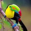 Aesthetic Tucan Bird paint by numbers