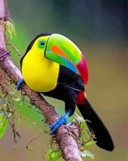 Aesthetic Tucan Bird paint by numbers