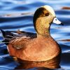 Cute Wigeon Bird paint by numbers