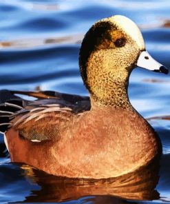 Cute Wigeon Bird paint by numbers