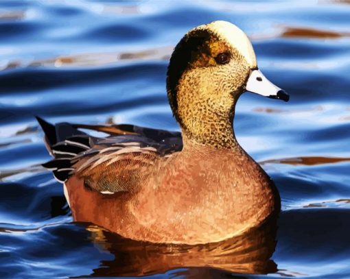 Cute Wigeon Bird paint by numbers